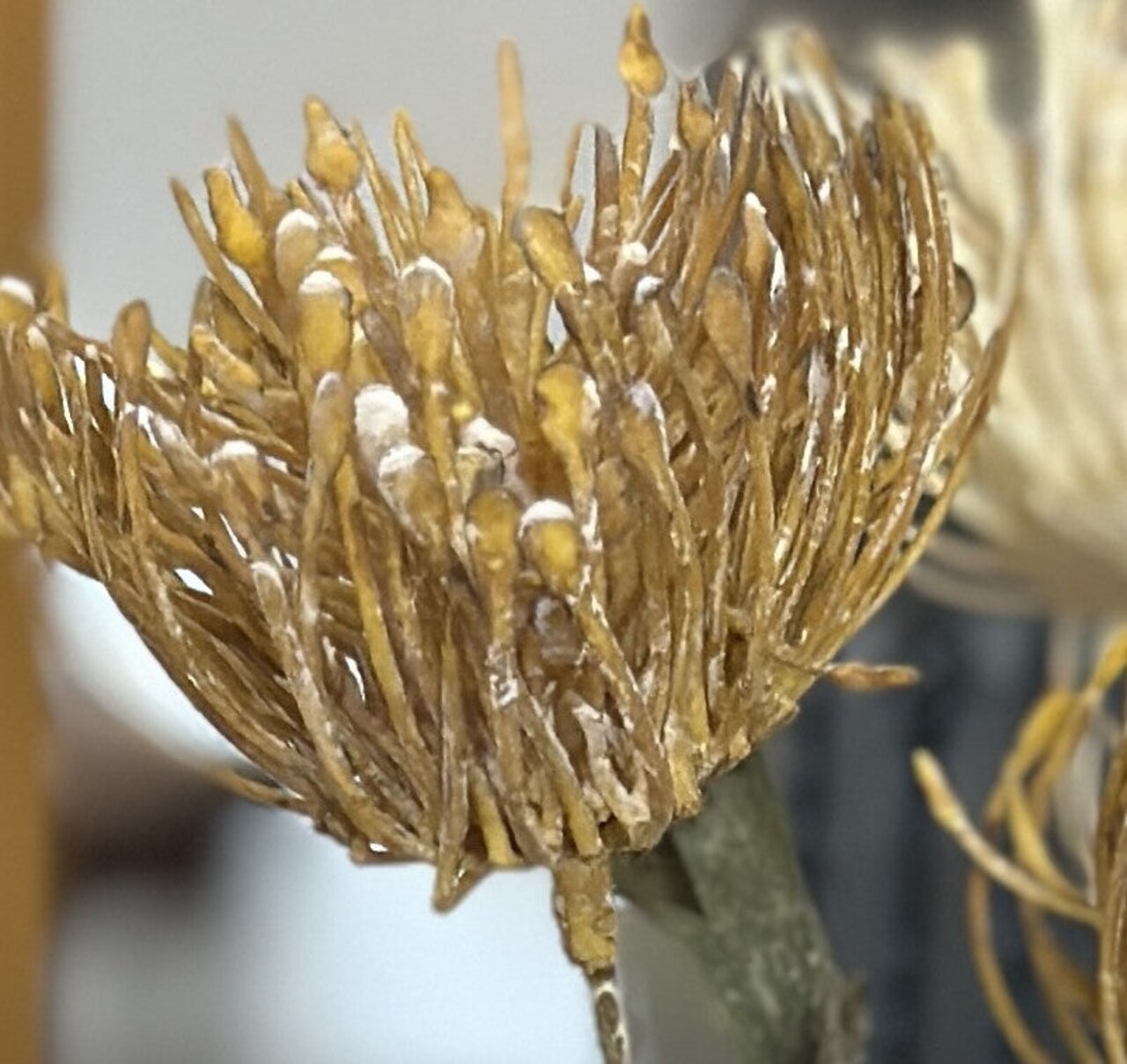 Artificial Pincushion Protea Arrangement Faux Floral Centerpiece Warm Tone Decor
